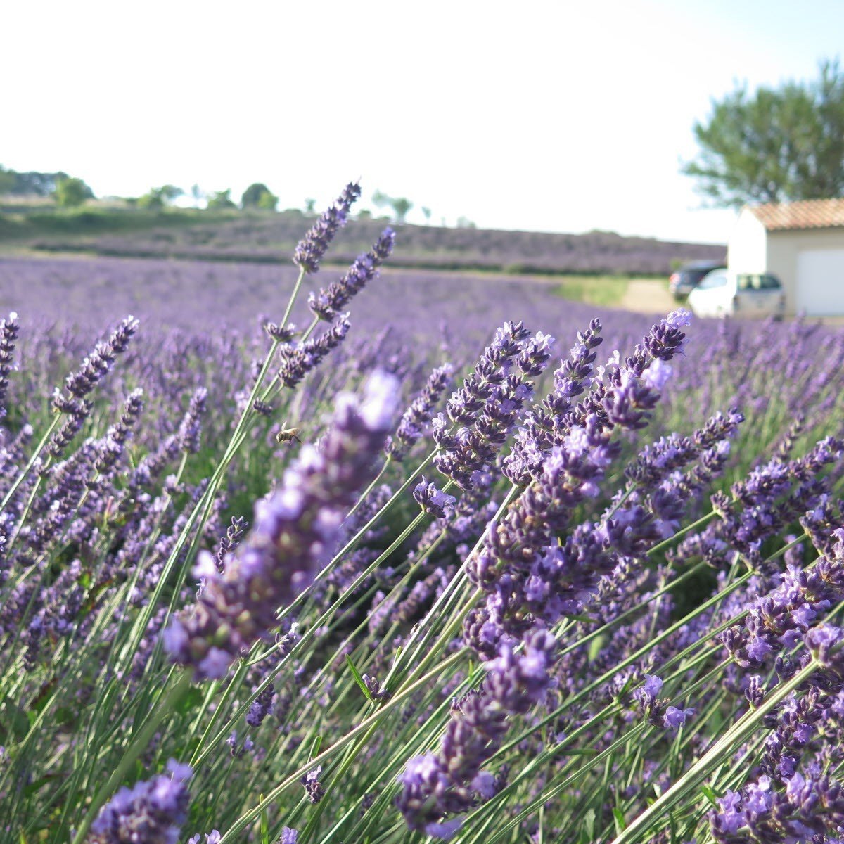 Photo de Simone GIRAUD